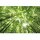 Digitaldruck-Tapete Sunny Forest livingwalls (DD119021)