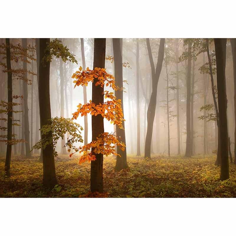 Digitaldruck-Tapete Foggy Autumn Forrest livingwalls (DD118964)
