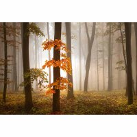 Digitaldruck-Tapete Foggy Autumn Forrest livingwalls...