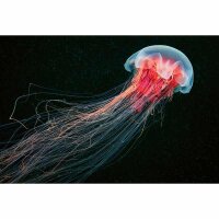 Digitaldruck-Tapete Jellyfish livingwalls (DD118943)