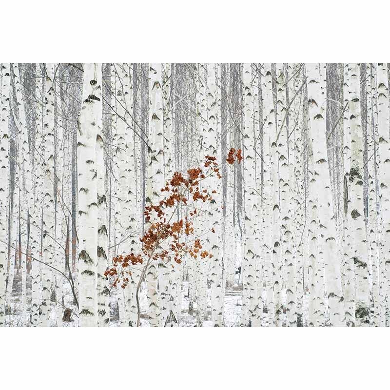 Digitaldruck-Tapete White Birch Forest livingwalls (DD118937)