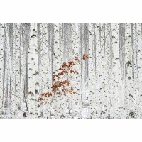 Digitaldruck-Tapete White Birch Forest livingwalls...