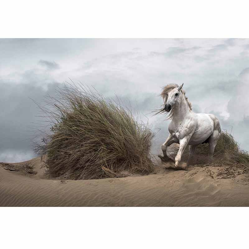 Digitaldruck-Tapete White Wild Horse livingwalls (DD118925)