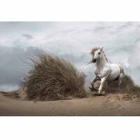 Digitaldruck-Tapete White Wild Horse livingwalls (DD118925)