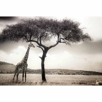 Digitaldruck-Tapete Giraffe Safari livingwalls (DD118923)