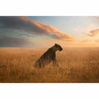 Digitaldruck-Tapete Lioness livingwalls (DD118921)