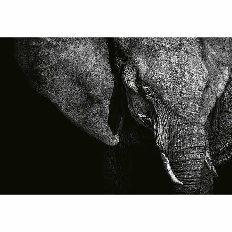 Digitaldruck-Tapete Beautiful Elephant livingwalls (DD118920)