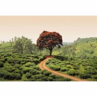 Digitaldruck-Tapete Red Tree and Hills in Sri Lanka...