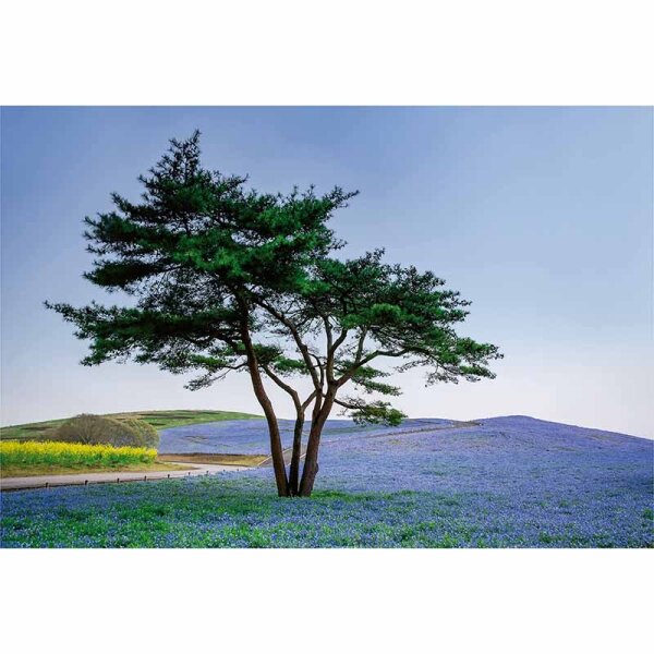 Digitaldruck-Tapete Tree in Blue Flower Field in Japan livingwalls (DD118899)