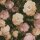 Tapete Beige, Creme, Rosa, Rose AS-Creation Vliestapete (376501)