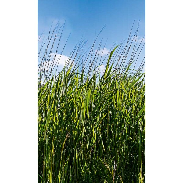 Digitaldruck-Tapete Natural Style Marburg (47272)