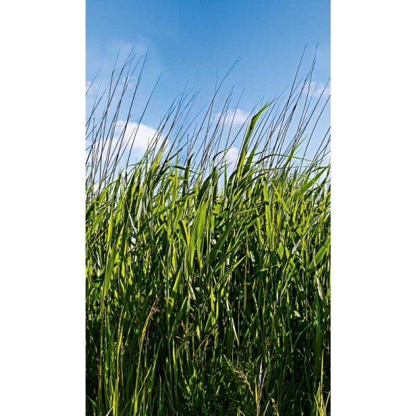 Digitaldruck-Tapete Natural Style Marburg (47272)