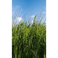 Digitaldruck-Tapete Natural Style Marburg (47272)