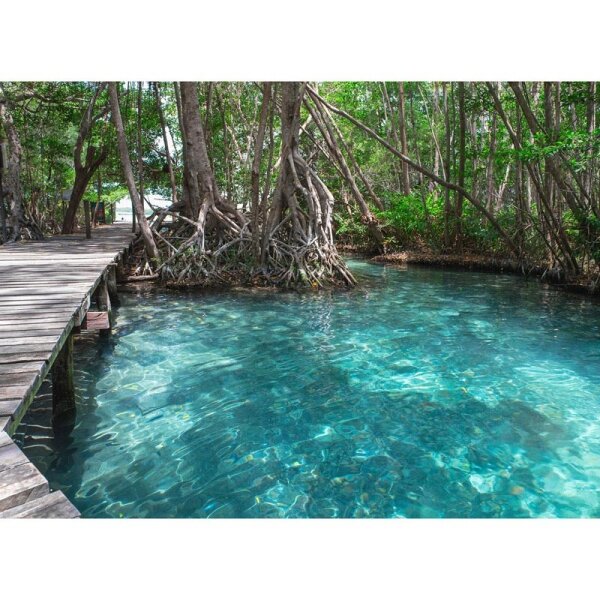 Digitaldruck-Tapete Dschungle Path livingwalls (DD118638)