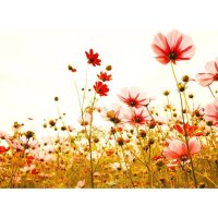 Digitaldruck-Tapete Flower Meadow 2 livingwalls (DD118600)