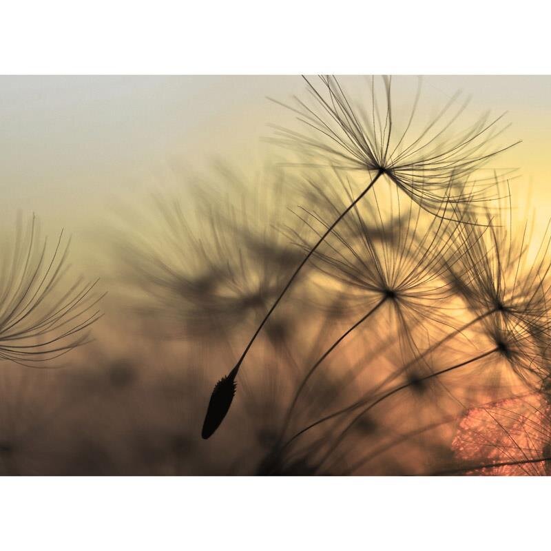 Digitaldruck-Tapete Flying Dandelion 2 livingwalls (DD118592)
