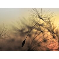 Digitaldruck-Tapete Flying Dandelion 2 livingwalls...