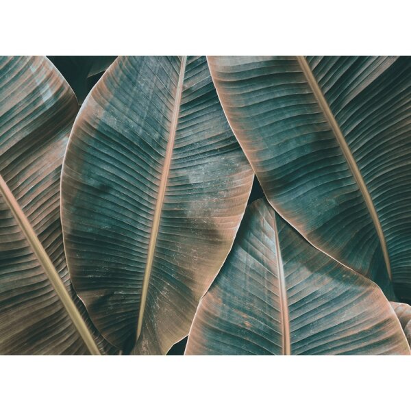 Digitaldruck-Tapete Banana Leaves 2 livingwalls (DD118562)