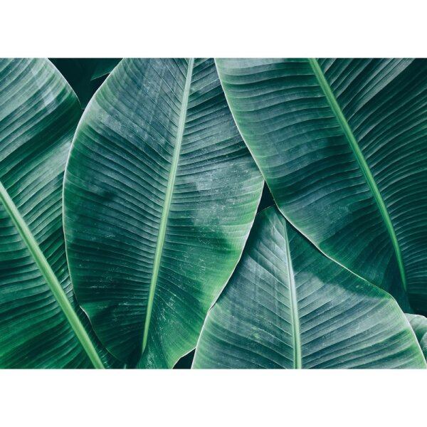 Digitaldruck-Tapete Banana Leaves 1 livingwalls (DD118560)