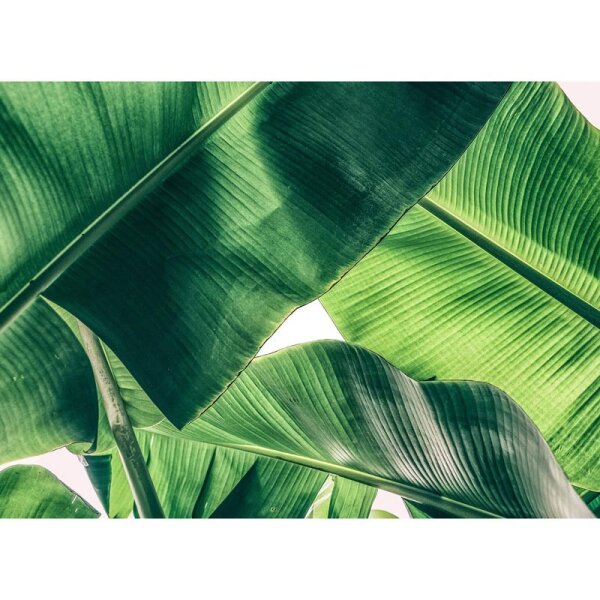 Digitaldruck-Tapete Broken Leaf 1 livingwalls (DD118552)