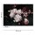 Digitaldruck-Tapete Bunch of Flower 2 livingwalls (DD118520)