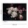 Digitaldruck-Tapete Bunch of Flower 1 livingwalls (DD118518)