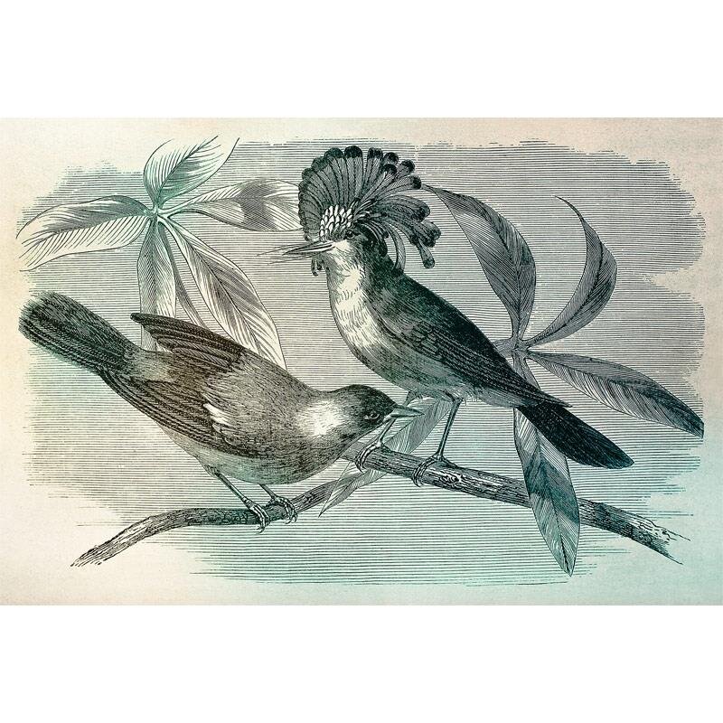 Digitaldruck-Tapete Vintage Birds 1 livingwalls (DD110431)