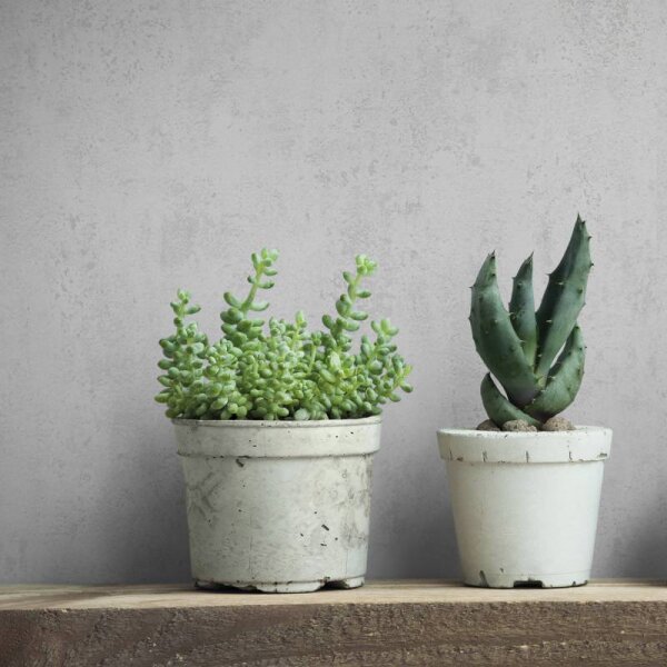 Tapete Greige Novamur Vliestapete (82396)