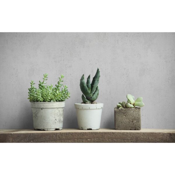 Tapete Greige Novamur Vliestapete (82396)