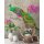 (SAMPLE) Digitaldruck-Tapete Peacock 1 livingwalls (114307)
