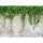 (SAMPLE) Digitaldruck-Tapete Climbing Leaves livingwalls (DD118712)