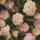 (SAMPLE) Tapete Beige, Creme, Rosa, Rose AS-Creation Vliestapete (376501)
