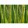 (SAMPLE) Digitaldruck-Tapete Bamboo livingwalls (DD115017)