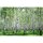 (SAMPLE) Digitaldruck-Tapete BirchinSummer livingwalls (DD114980)