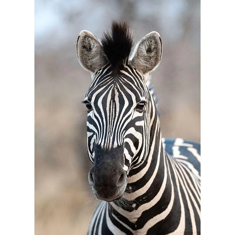 363623 Digitaldruck-Tapete Tiere Zebras Schwarz-Weiß African Queen III Vliestapete Rasch