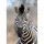 363623 Digitaldruck-Tapete Tiere Zebras Schwarz-Wei&szlig; African Queen III Vliestapete Rasch