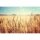 (SAMPLE) Digitaldruck-Tapete WheatField livingwalls (DD115142)