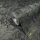 Tapete Gold, Kupfer, Grau, Silber Novamur Vliestapete (82373)