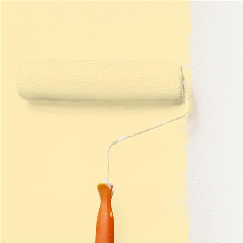 Wandfarbe Matt NCS-S-0520-Y10R Profi Qualität für Innen