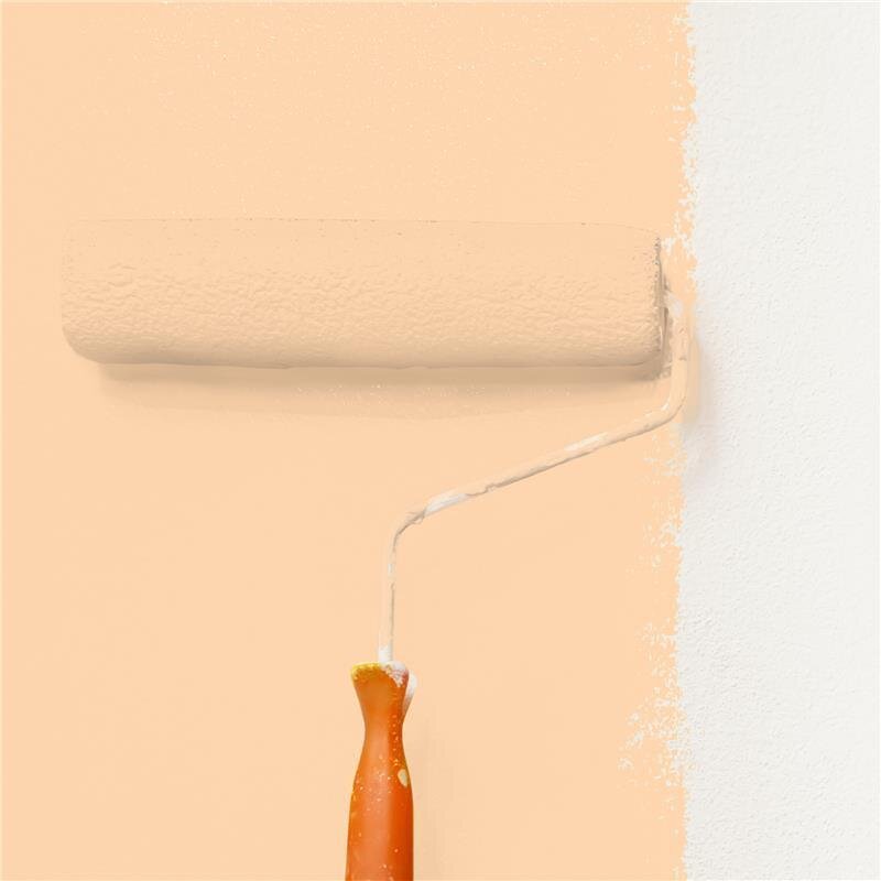 Wandfarbe Matt NCS-S-0520-Y40R Profi Qualität für Innen