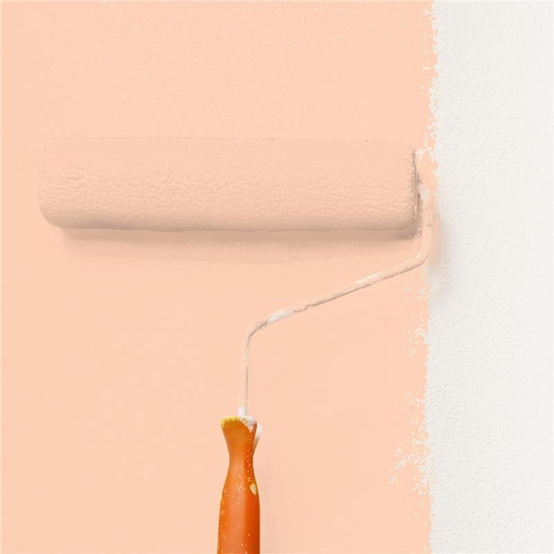 Wandfarbe Matt NCS-S-0520-Y60R Profi Qualität für Innen