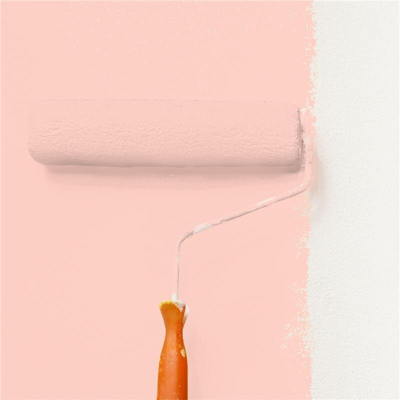 Wandfarbe Matt NCS-S-0520-Y80R Profi Qualität für Innen