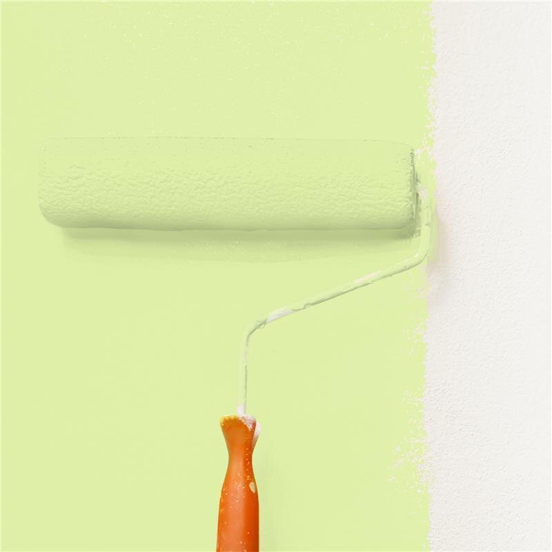 Wandfarbe Matt NCS-S-0530-G50Y Profi Qualität für Innen