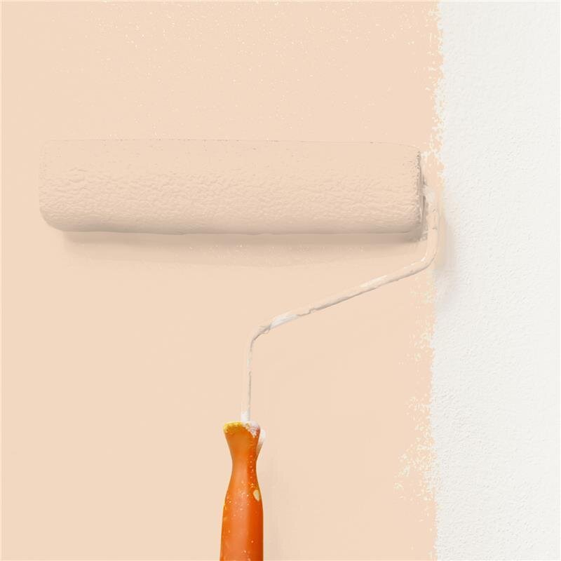 Wandfarbe Matt NCS-S-1010-Y50R Profi Qualität für Innen