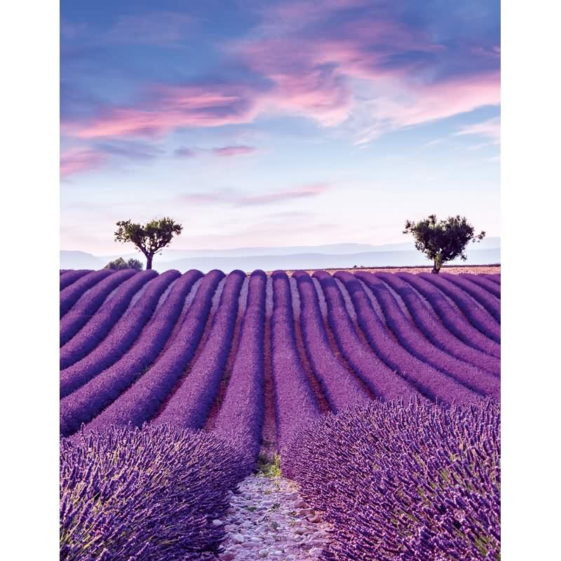 Digitaldruck Landschaft, Felder Grafisch Natur matt in Lila für Wohnzimmer, Schlafzimmer, Büro (35643)