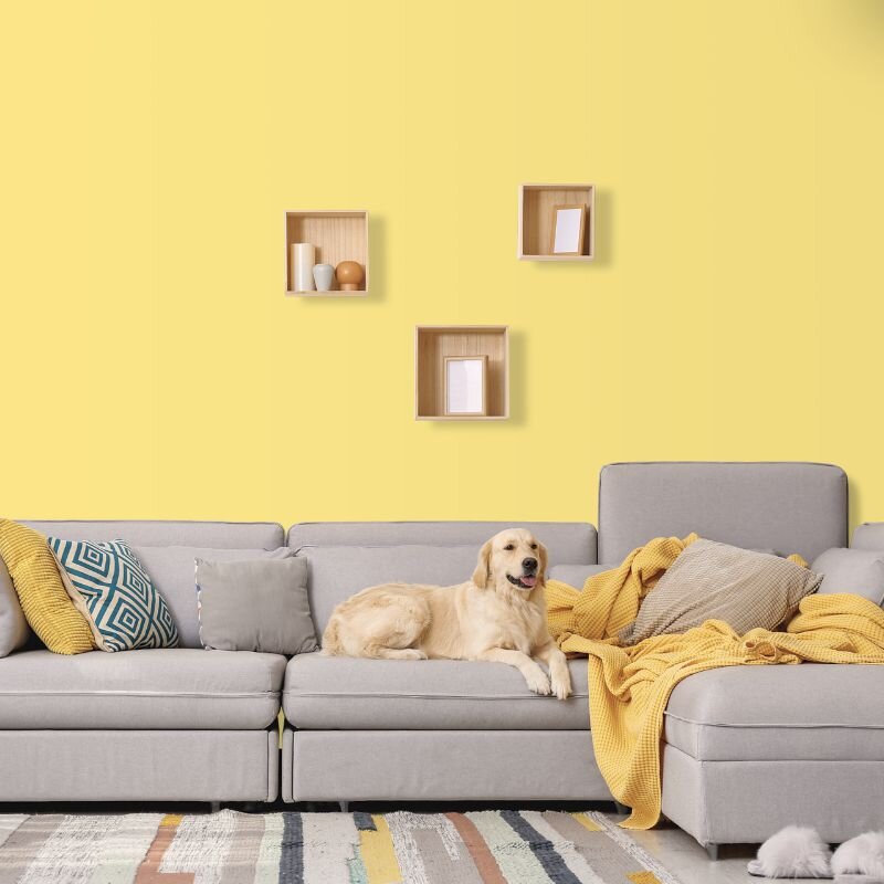 Wandfarbe Hellgelb Tanami 3C Wallcover Colors S 0540-Y