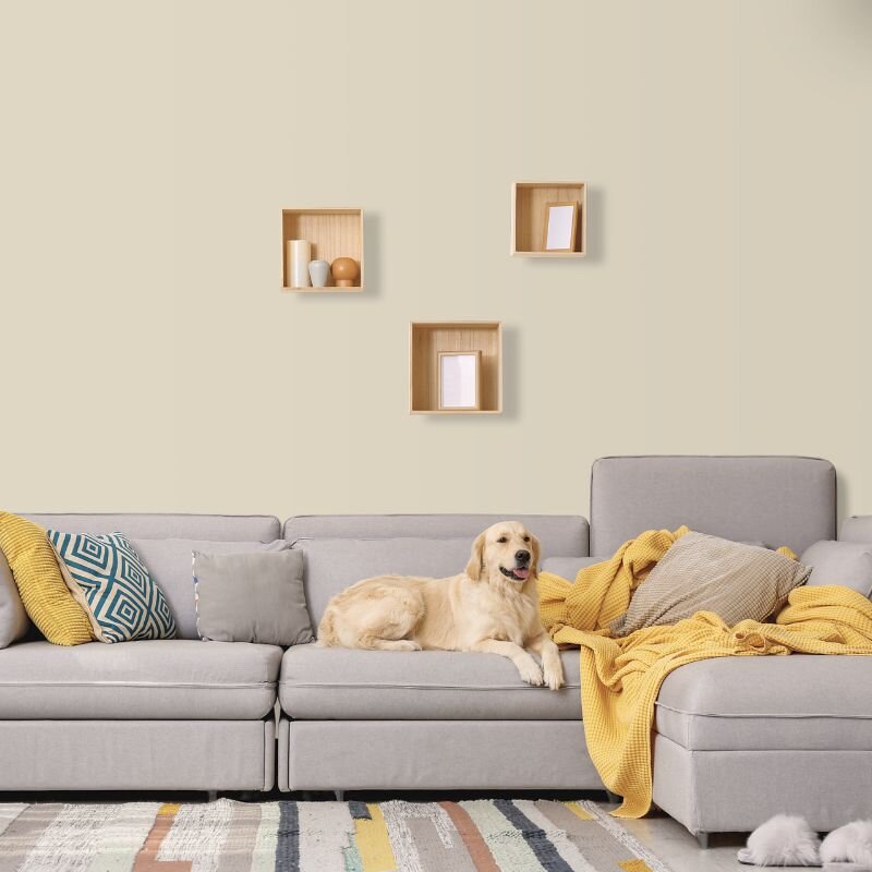 Wandfarbe Sand Grau-Beige Tanami 5A Wallcover Colors S 1505-Y20R