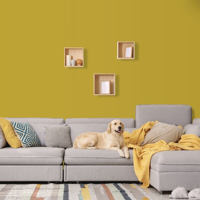 Wandfarbe Currygelb Senfgelb Tanami 3F Wallcover Colors S 2060-Y