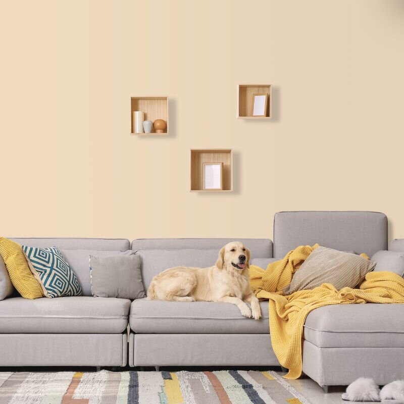 Wandfarbe Creme Beige Bisque Gobi 5A Wallcover Colors S 1010-Y40R 2,5 Liter