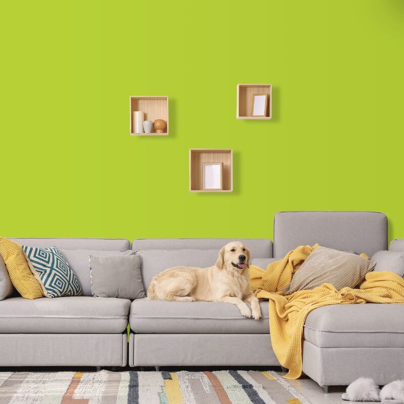 Wandfarbe Hellgrün Frühlingsgrün Donegal 1D Wallcover Colors S 0565-G50Y 5 Liter